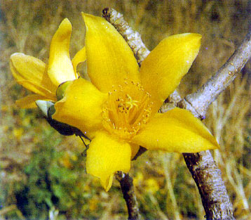 งิ้ว Bombax ceiba Linn.<br/>BOMBACACEAE